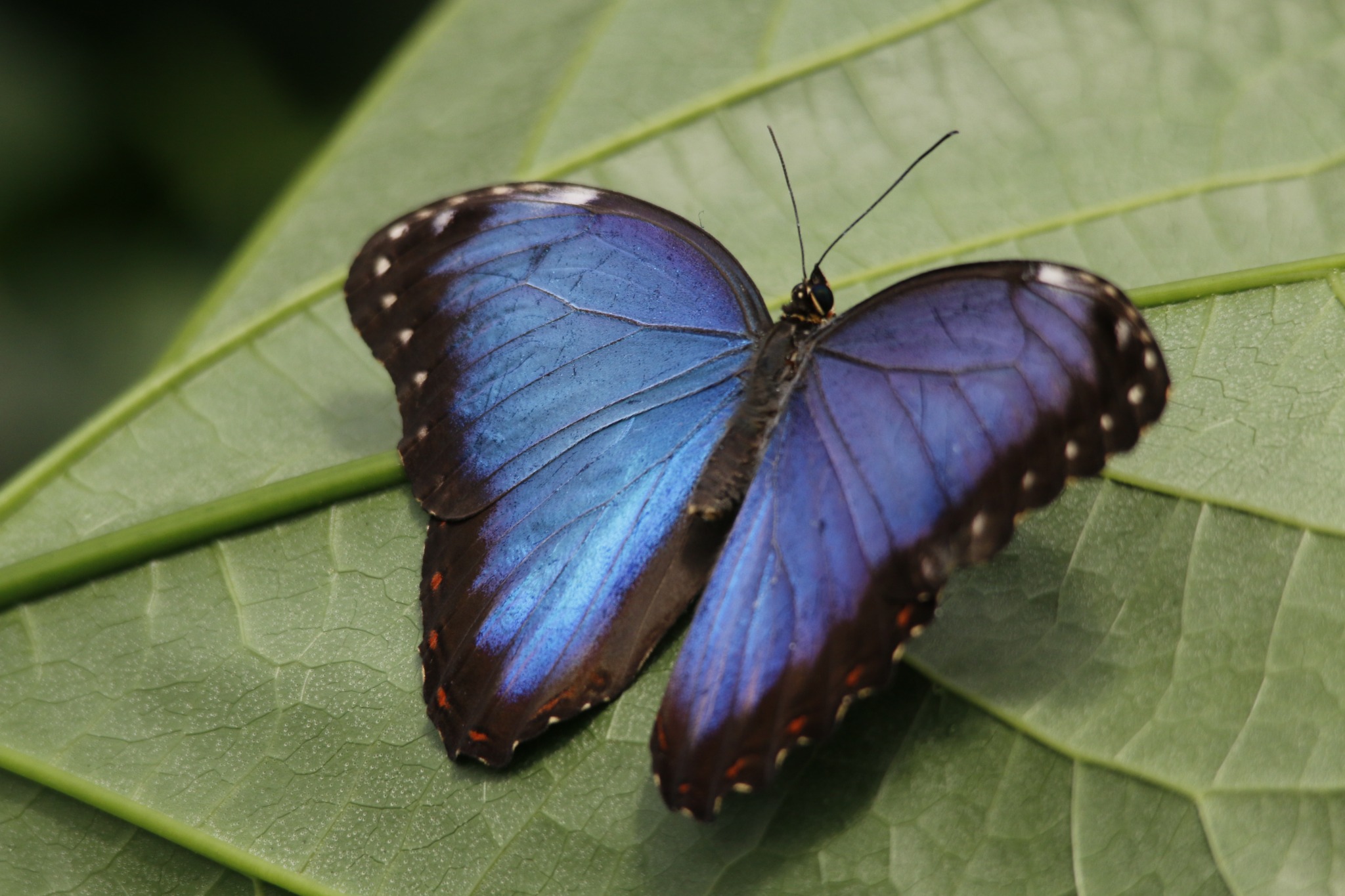 Blue butterfly resting on a leaf