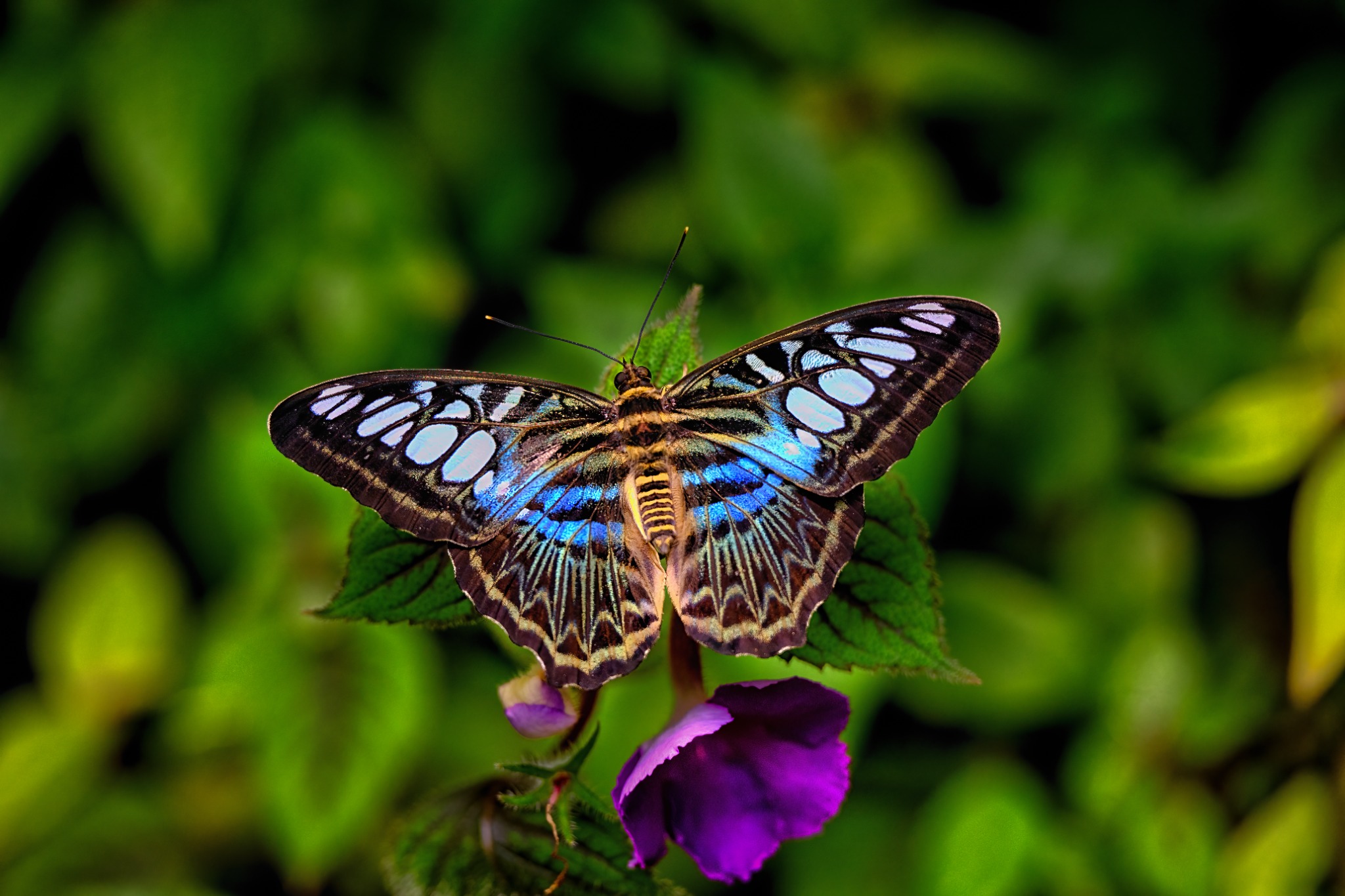Vivid butterfly with blue wings