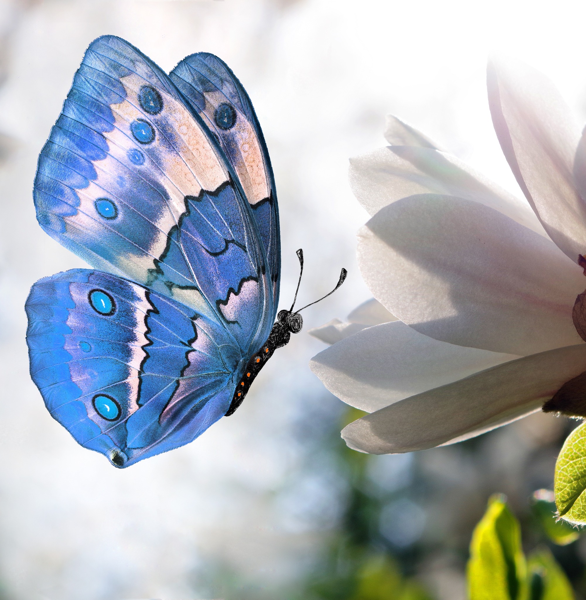 A blue butterfly resting beside a pale flower