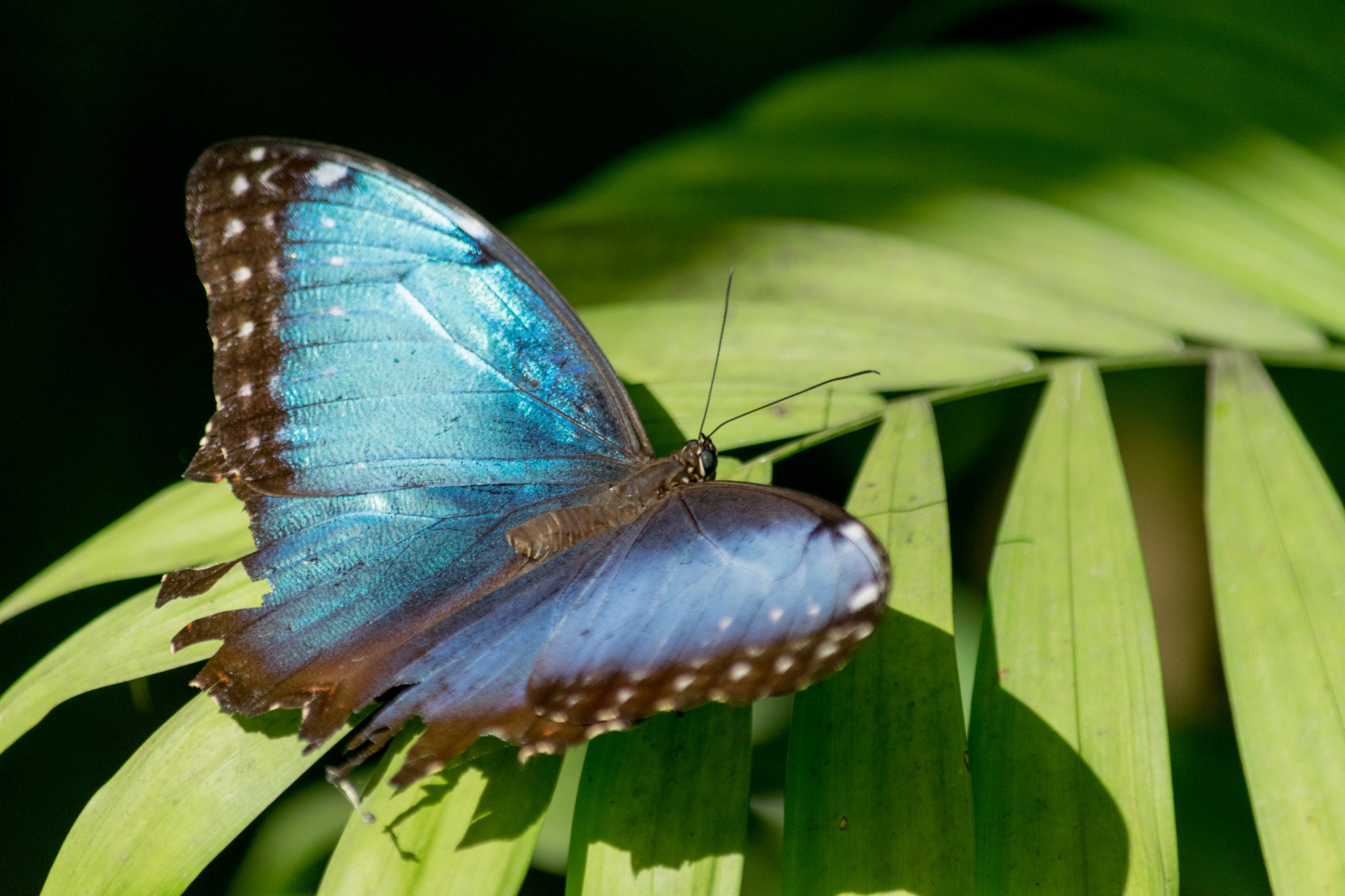 Blue butterfly on green leaves