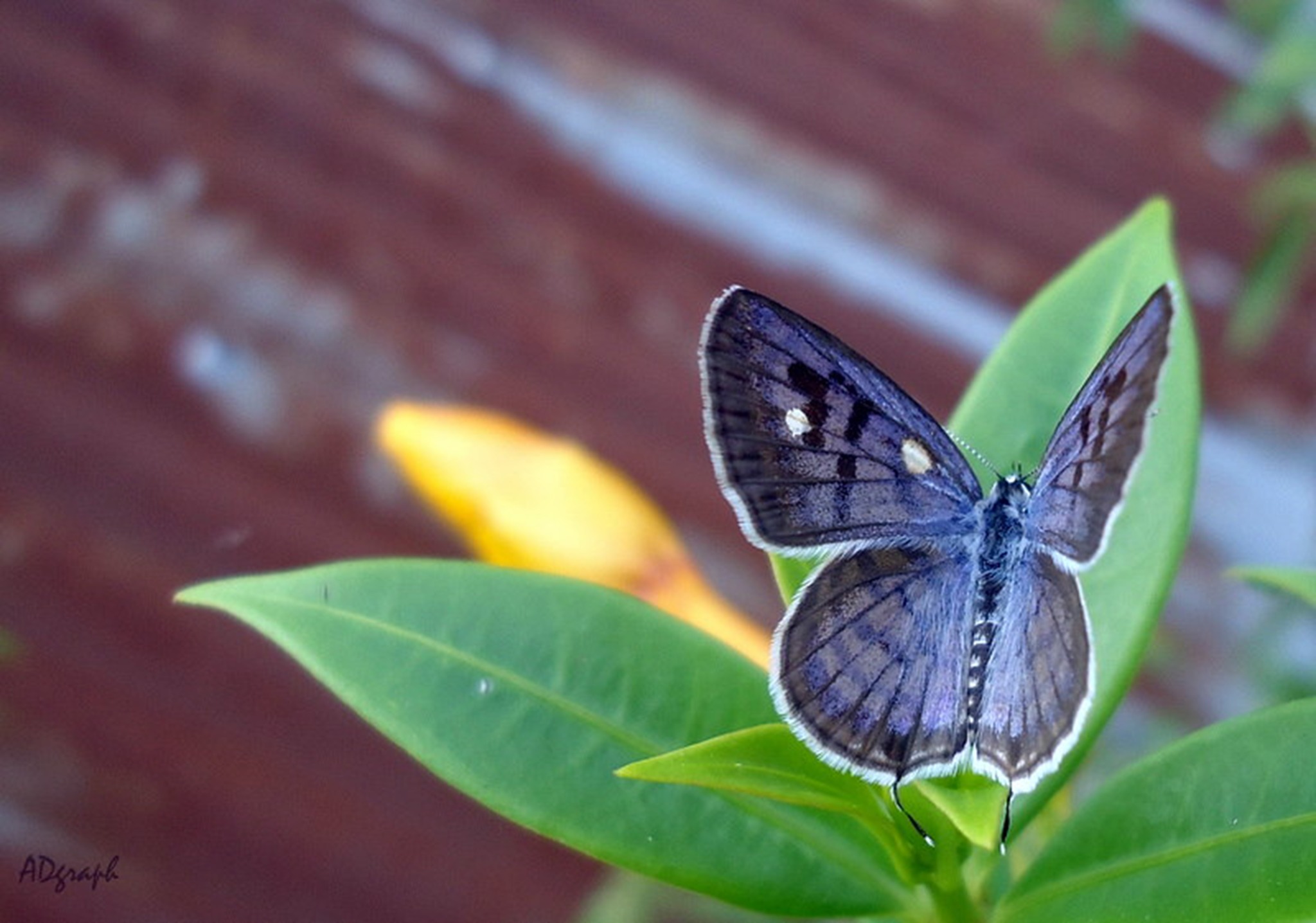 Purple-blue butterfly on a green blade of grass