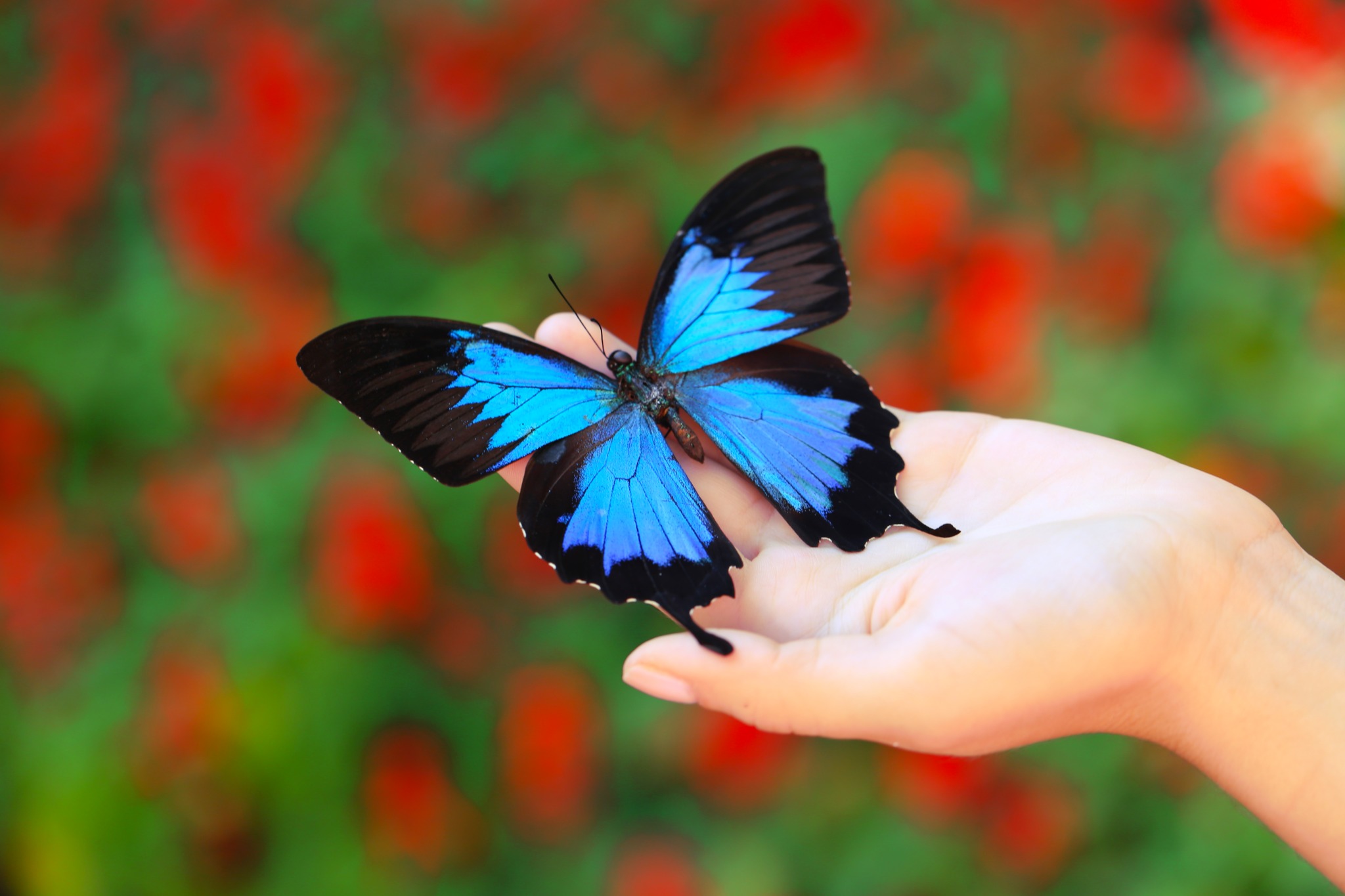 Blue butterfly resting gently on an open hand