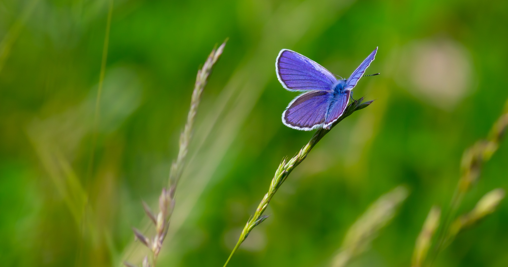 Purple-blue butterfly resting on a blade of grass