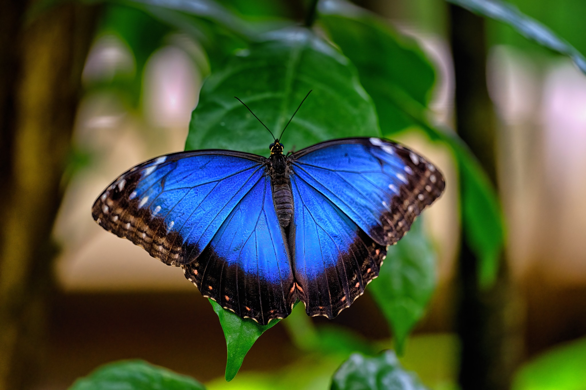 Vivid blue butterfly resting with open wings on a green leaf