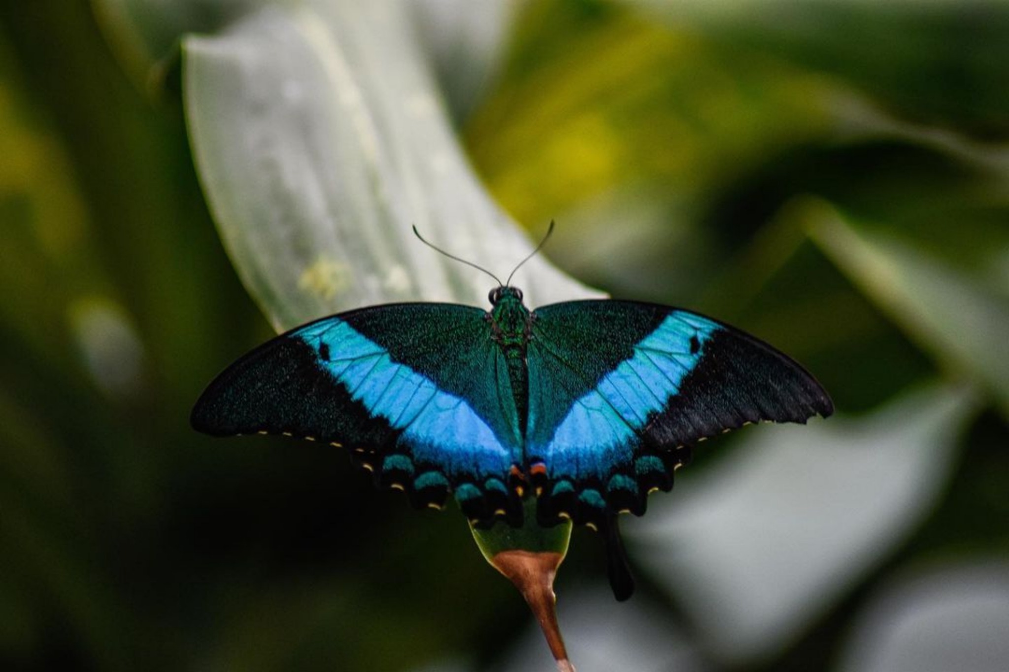 Blue-banded butterfly resting against deep green leaves