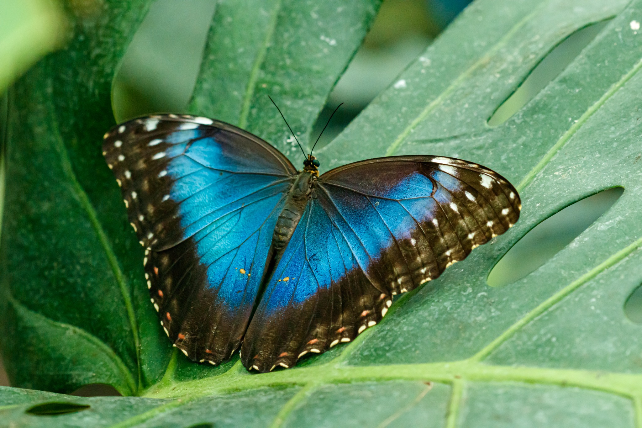 Vivid blue morpho butterfly resting on a large green leaf